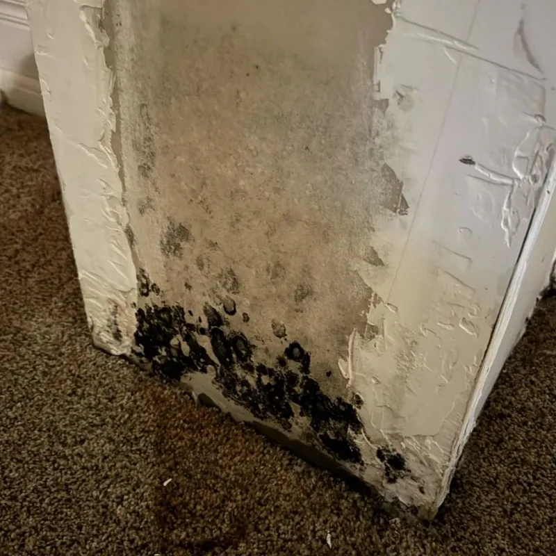 Professional Mold Removal in Weddington, NC